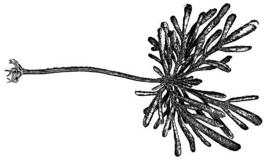 Arame seaweed (Eisenia bicyclis, syn. Ecklonia bicyclis) — a drawing. Arame seaweed (Eisenia bicyclis, syn. Ecklonia bicyclis) — a drawing.