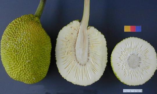 Pane intero lasciato frutta, due metà a destra con la polpa Pane intero lasciato frutta, due metà a destra con la polpa
