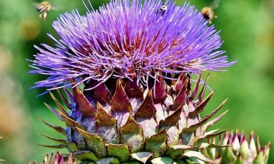 Carciofo in fiore, con api, brattee aperte, accanto ad esse infiorescenze non ancora fiorite. Carciofo in fiore, con api, brattee aperte, accanto ad esse infiorescenze non ancora fiorite.