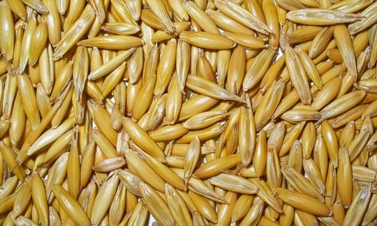 La avena (Avena sativa L) suele consumirse casi siempre cocida, pero a diferencia de otros cereales apenas contiene gluten (véase el texto) Semillas de avena (Avena sativa L): Avena para el consumo casi siempre está cocida.