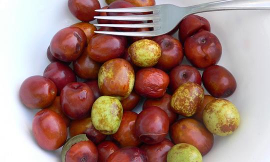 Китайский мармелад, сырой - Ziziphus jujuba в тарелке с вилкой для сравнения размеров. Китайский мармелад, сырой - Ziziphus jujuba в тарелке с вилкой для сравнения размеров.