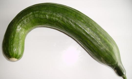Salatgurke, mit Schale, roh - Cucumis sativus: Aufnahme einer stark gekrümmten Salatgurke. Salatgurke, mit Schale, roh - Cucumis sativus: Aufnahme einer stark gekrümmten Salatgurke.