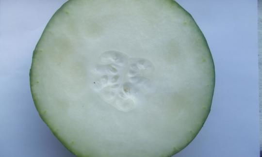 Un trozo de calabaza de cera / melón de invierno - Benincasa hispida var. pruriens, Syn.: B.pruriens Un trozo de calabaza de cera / melón de invierno - Benincasa hispida var. pruriens, Syn.: B.pruriens