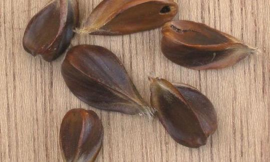 Hayucos todavía con cáscara sobre una mesa maron - Fagus spp.