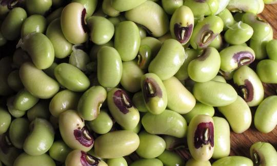 Cowpeas (fagioli serpente), semi immaturi, crudo - Vigna unguiculata subsp. unguiculata Cowpeas (fagioli serpente), semi immaturi, crudo - Vigna unguiculata subsp. unguiculata