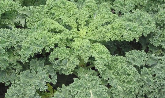 Grünkohl, roh - Brassica oleracea (Acephala Group): Nahaufnahme eines Grünkohl in der Natur, anhand der Blattfärbung lassen sich viele Sorten unterscheiden. Nahaufnahme eines Grünkohls in der Natur - Blattfärbung erlaubt Sortenunterscheidung.