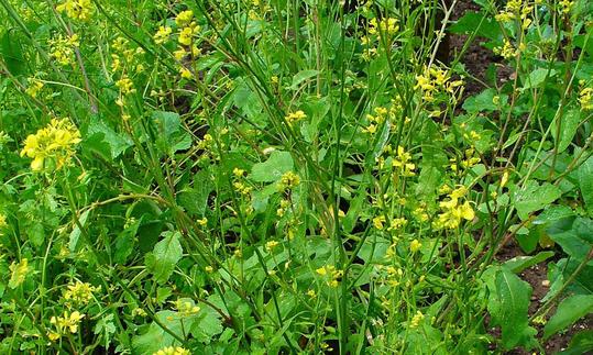 Black mustard - Brassica nigra - plants in bloom in a field. Black mustard - Brassica nigra - plants in bloom in a field.