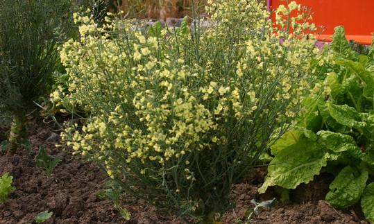 Floración de brócoli (Brassica oleracea var. Italica) en el huerto.