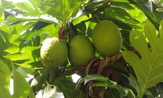 Dettaglio di un albero del frutto del pane - Artocarpus altilis - con tre frutti maturi. Dettaglio di un albero del frutto del pane - Artocarpus altilis - con tre frutti maturi.
