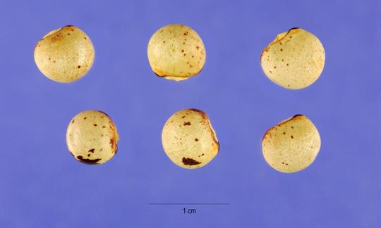 Six ripe raw pigeon peas (red gram) - Cajanus cajan. Six ripe raw pigeon peas (red gram) - Cajanus cajan.