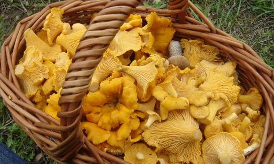 Плетеная корзина с собранными настоящими лисичками Cantharellus cibarius. Плетеная корзина с собранными настоящими лисичками Cantharellus cibarius.