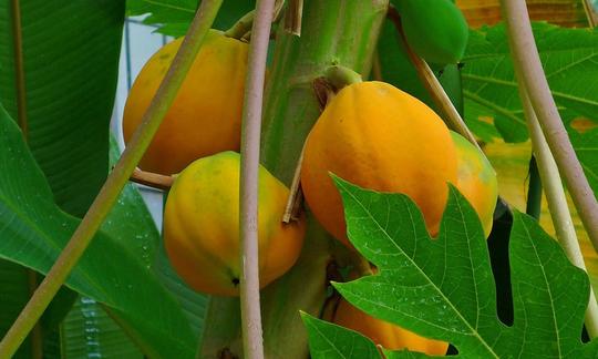 Reife Papayas noch am Baum hängend - Carica papaya: Es gibt männliche und weibliche Bäume.