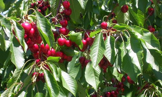 Visciole ancora appese all'albero - Prunus cerasus. Modificabile con le ciliegie. Visciole ancora appese all'albero - Prunus cerasus. Modificabile con le ciliegie.