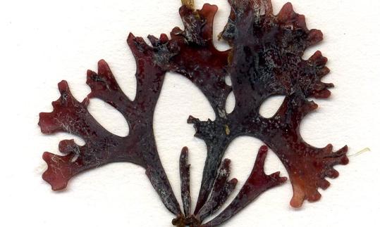 Knorpeltang, bekannt als Irish Moss - von Helgoland, Nordwest Watt - Chondrus crispus. Knorpeltang, bekannt als Irish Moss - von Helgoland, Nordwest Watt - Chondrus crispus.