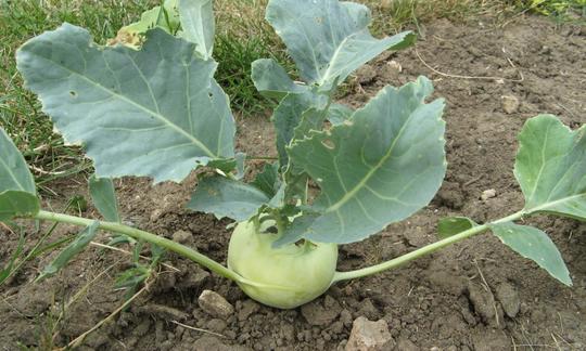 Cavolo rapa verde in giardino, pronto per il raccolto. Brassica oleracea (Gruppo Gongylodes) Cavolo rapa verde in giardino, pronto per il raccolto. Brassica oleracea (Gruppo Gongylodes)