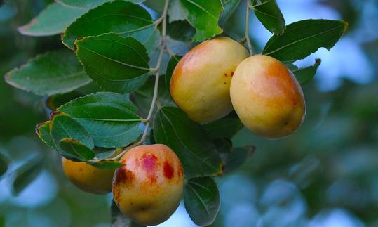 Плоды китайского мармелада (Азуфаифа) на дереве - Зизифус ююба Плоды китайского мармелада (Азуфаифа) на дереве - Зизифус ююба