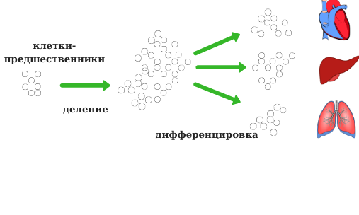 Клетки-предшественники и механизмы деления и дифференциации