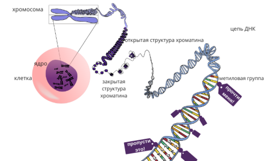 Эпигенетические модификации
