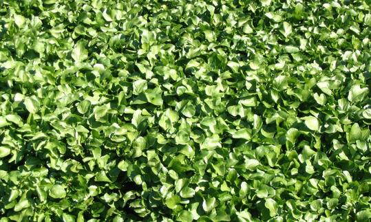 Grosse Fläche mit wild wachsender, roher Brunnenkresse (Nasturtium officinale). Grosse Fläche mit wild wachsender, roher Brunnenkresse (Nasturtium officinale).