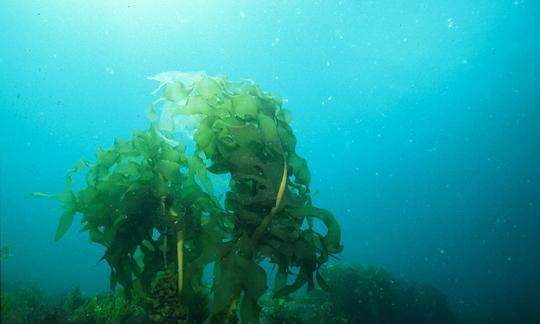 Wild wachsende Wakame (Undaria spp.) im Meer. Wild wachsende Wakame (Undaria spp.) im Meer.
