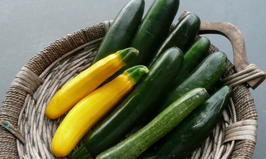 Geflochtener Korb gefüllt mit verschiedenen Zucchini-Varietäten - Curcubita pepo. Geflochtener Korb gefüllt mit verschiedenen Zucchini-Varietäten - Curcubita pepo.