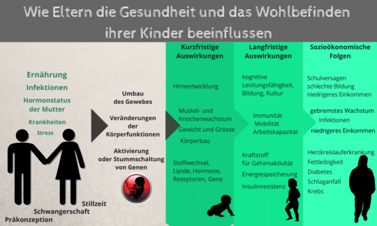Auswirkungen von Umweltbedingungen im frühen Leben auf Gesundheit und Krankheit.