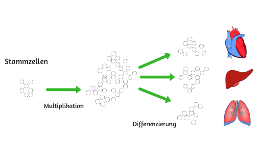 Die Entwicklung von Organen durch Zellvermehrung und -differenzierung.