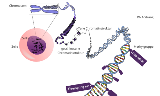 Epigenetische Hauptmechanismen.
