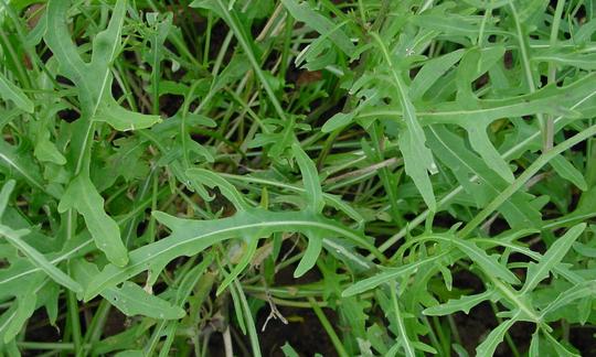Rucola, roh - Eruca sativa: Wild wachsender Rucola in einer Wiese