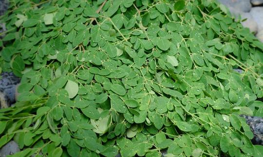 Foglie fresche di moringa, impilate e pronte per la vendita. Foglie fresche di moringa, impilate e pronte per la vendita.