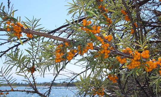 На фото видна облепиха (Hippophae rhamnoides) со своими ягодами оранжевого цвета.