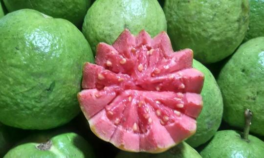 Echte Guaven - Psidium guajava - aufgeschichtet und eine aufgeschnitten, rotflleischig Echte Guaven - Psidium guajava - aufgeschichtet und eine aufgeschnitten, rotflleischig