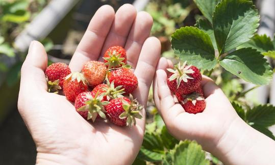 Erdbeeren, roh - Fragaria x ananassa: frisch ab Strauch gepflückt - in der Hand einer Person.