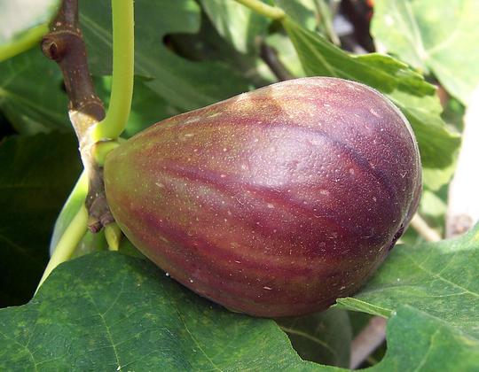 Rohe Feige an Feigenbaum (Ficus carica) mit Blättern darum herum. Rohe Feige an Feigenbaum (Ficus carica) mit Blättern darum herum.