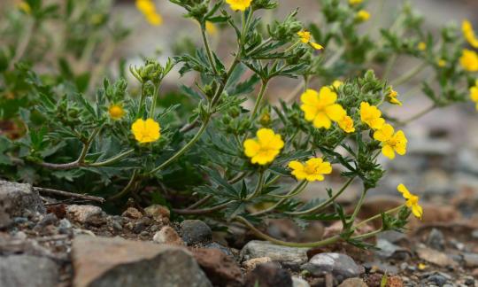 Лапочка весенняя в природе как растение - Potentilla verna, а не лапчатка ползучая. Лапочка весенняя в природе как растение - Potentilla verna, а не лапчатка ползучая.