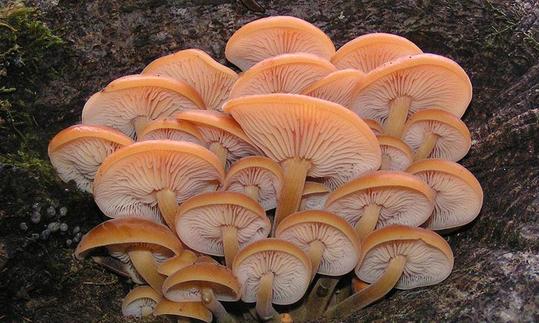 Common velvet footrub is not white in nature as grown under exclusion of light.