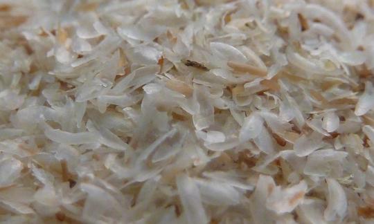 Cáscaras de psyllium amontonadas (Plantago psyllium). Cáscaras de psyllium amontonadas (Plantago psyllium).