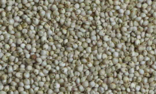 Grano di sorgo - sorgo spp. - sciolto come sorgo bianco (ancora giallo e rosso).