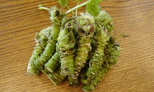 Васаби: связка из нескольких сырых корней, готовых к натиранию на тёрке - Eutrema japonica. Васаби: связка из нескольких сырых корней, готовых к натиранию на тёрке - Eutrema japonica.