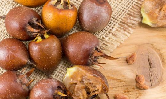 Gemeine Mispeln (Mespilus germanica) auf Tisch liegend. Siehe auch Japanische Mispel.