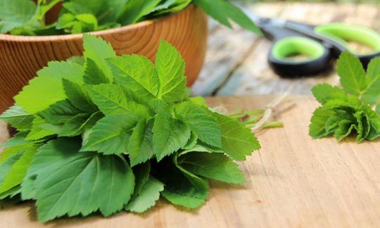 Goutweed (Aegopodium podagraria), freshly picked. Goutweed (Aegopodium podagraria), freshly picked.