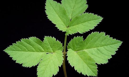 Giersch leaves (also ground elder) against a dark background. Giersch leaves (also ground elder) against a dark background.