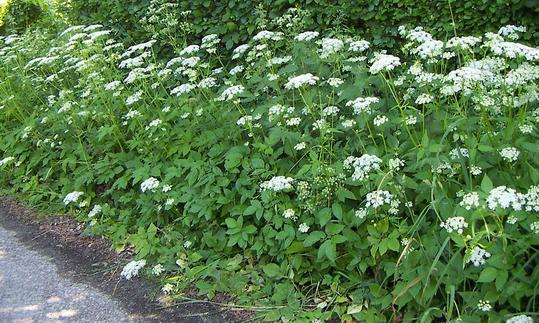 Blooming goutweed (Aegopodium podagraria) on the roadside. Blooming goutweed (Aegopodium podagraria) on the roadside.