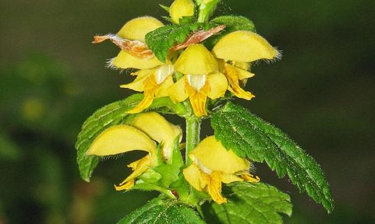 Goldnessel, Gewöhnliche - Lamium galeobdolon. Goldnessel, Gewöhnliche - Lamium galeobdolon.