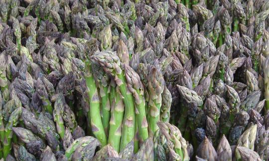 Geerntete und verkaufsfertig gebündelte grüne Spargeln (Asparagus officinalis).
