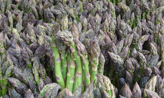 Espárragos verdes (Asparagus officinalis) cosechados y empaquetados listos para la venta. Espárragos verdes (Asparagus officinalis) cosechados y empaquetados listos para la venta.