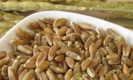 Grünkern - ganze Körner, gedarrt - Triticum aestivum L. subsp. spelta. Grünkern - ganze Körner, gedarrt - Triticum aestivum L. subsp. spelta.