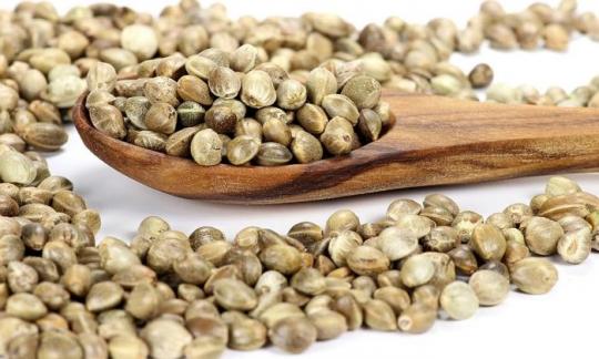 Semi di canapa, non pelati, crudi - cannabis sativa - in un cucchiaio di legno e intorno. Semi di canapa, non pelati, crudi - cannabis sativa - in un cucchiaio di legno e intorno.