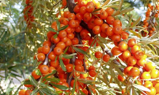Nähere Aufnahme der Sanddornbeeren (auch mit Namen Weidendorn, Dünendorn oder Audorn). Nähere Aufnahme der Sanddornbeeren (auch mit Namen Weidendorn, Dünendorn oder Audorn).