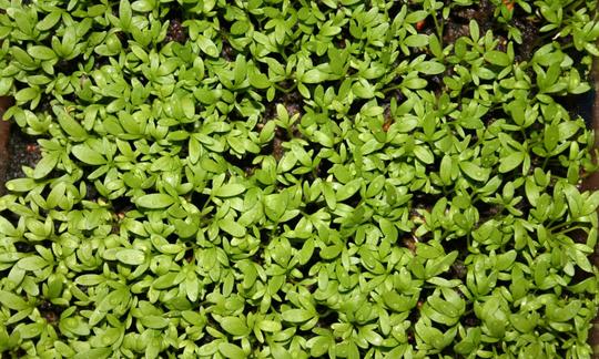 Giovane crescione da giardino - Lepidium sativum - in una piantagione vista dall'alto. Giovane crescione da giardino - Lepidium sativum - in una piantagione vista dall'alto.